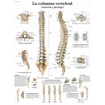 Lámina 3B La Columna Vertebral 